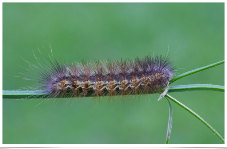 Estigmene acrea
Salt Marsh Caterpillar
Choctaw County, Alabama Estigmene acrea
Salt Marsh Caterpillar
Choctaw County, Alabama
